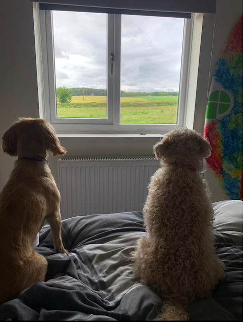 sent-in-by-carole-mabel-and-cousin-millie-checking-the-fields-for-rabbits.png