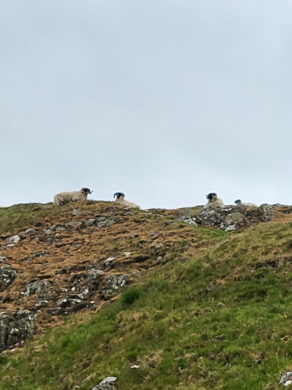 IMG-20250608-WA0015